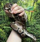 Magazoo Adult Regular Male Ball Python 8 years old / 2nd chance - adoption