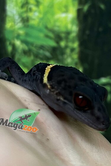 Magazoo Baby Chinese cave gecko #1