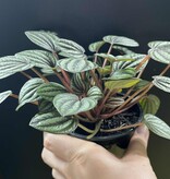 Magazoo Plante Peperomia 'Piccolo Banda' 10cm