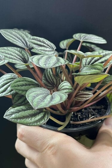 Magazoo Plante Peperomia 'Piccolo Banda' 10cm