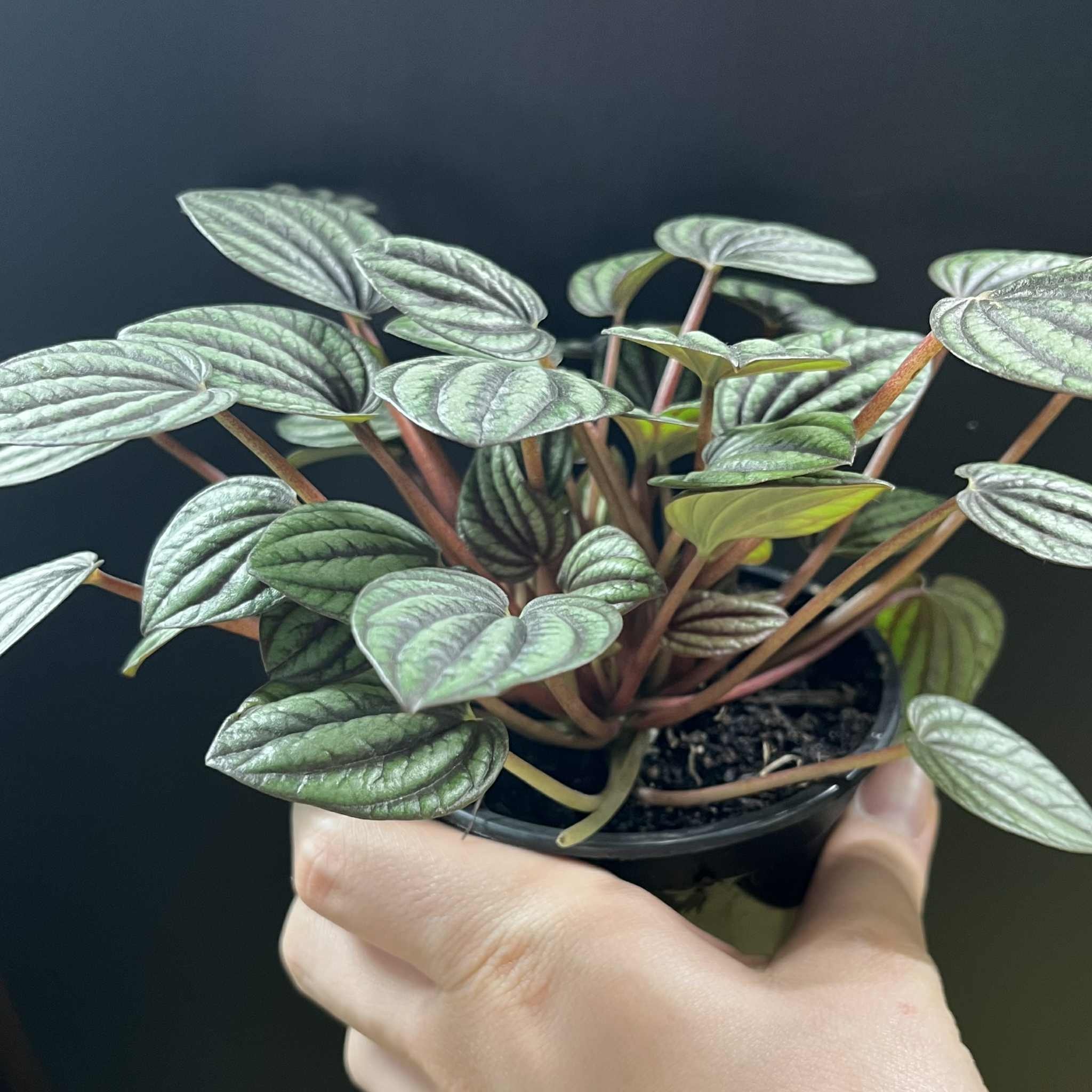 Magazoo Peperomia 'Piccolo Banda' Plant 10cm