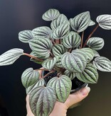 Magazoo Plante Peperomia 'Piccolo Banda' 10cm