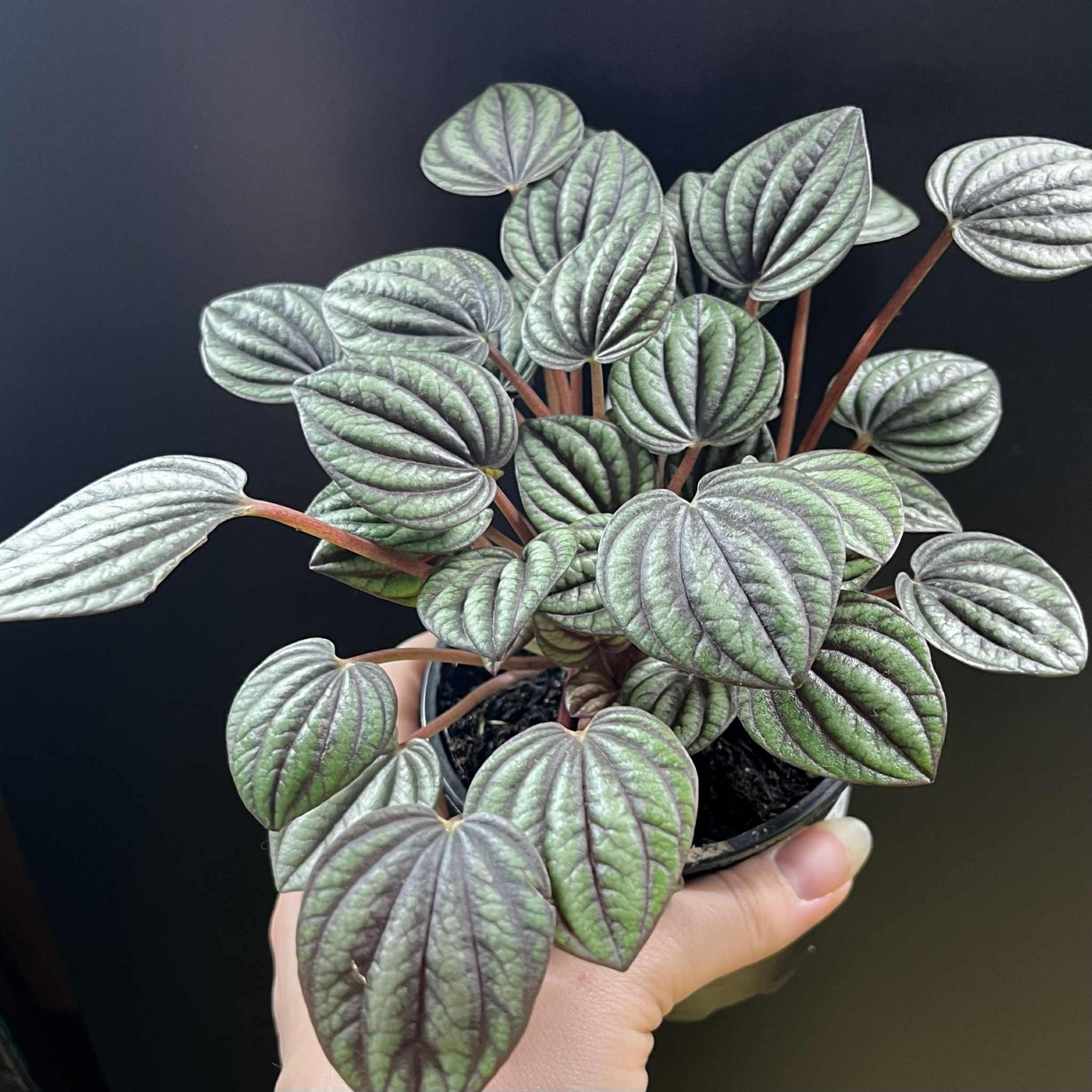 Magazoo Peperomia 'Piccolo Banda' Plant 10cm