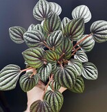 Magazoo Plante Peperomia 'Piccolo Banda' 10cm