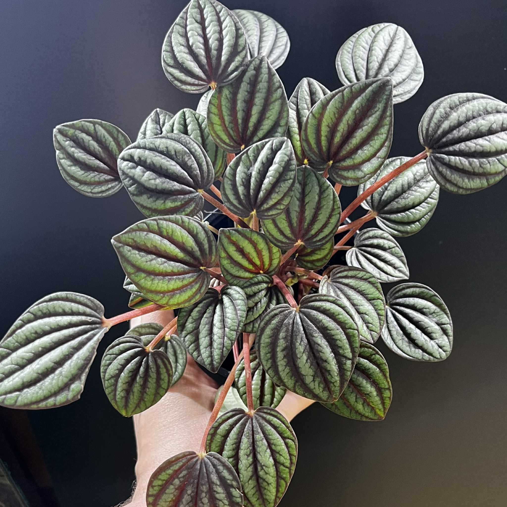 Magazoo Peperomia 'Piccolo Banda' Plant 10cm
