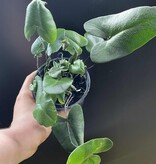 Magazoo Hemionitis Arifolia Plant | Heart Fern 9cm