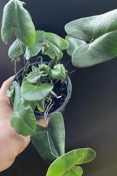 Magazoo Plante Hemionitis Arifolia | Fougère Coeur 9cm