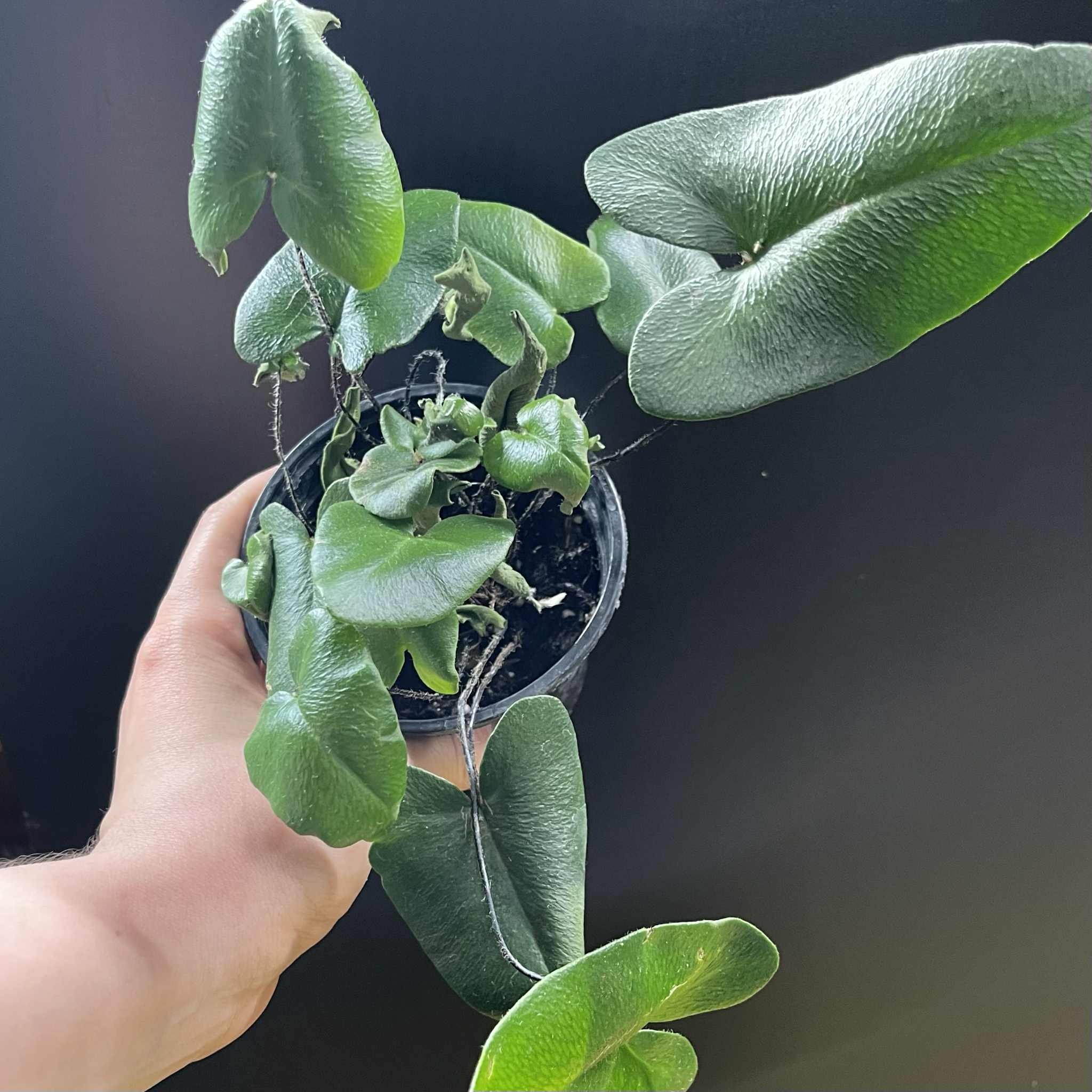 Magazoo Plante Hemionitis Arifolia | Fougère Coeur 9cm