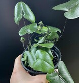 Magazoo Hemionitis Arifolia Plant | Heart Fern 9cm