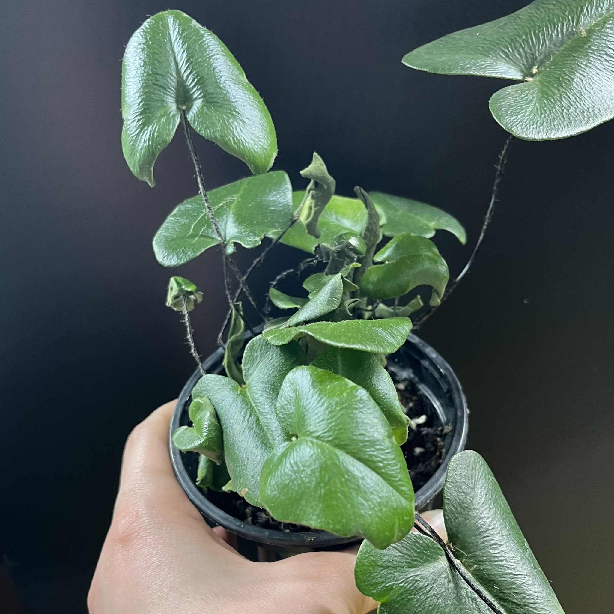 Magazoo Hemionitis Arifolia Plant | Heart Fern 9cm