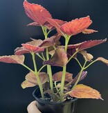 Magazoo Coleus 'Wicked Hot' Plant 11cm