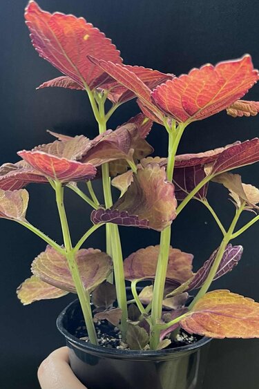 Magazoo Coleus 'Wicked Hot' Plant 11cm