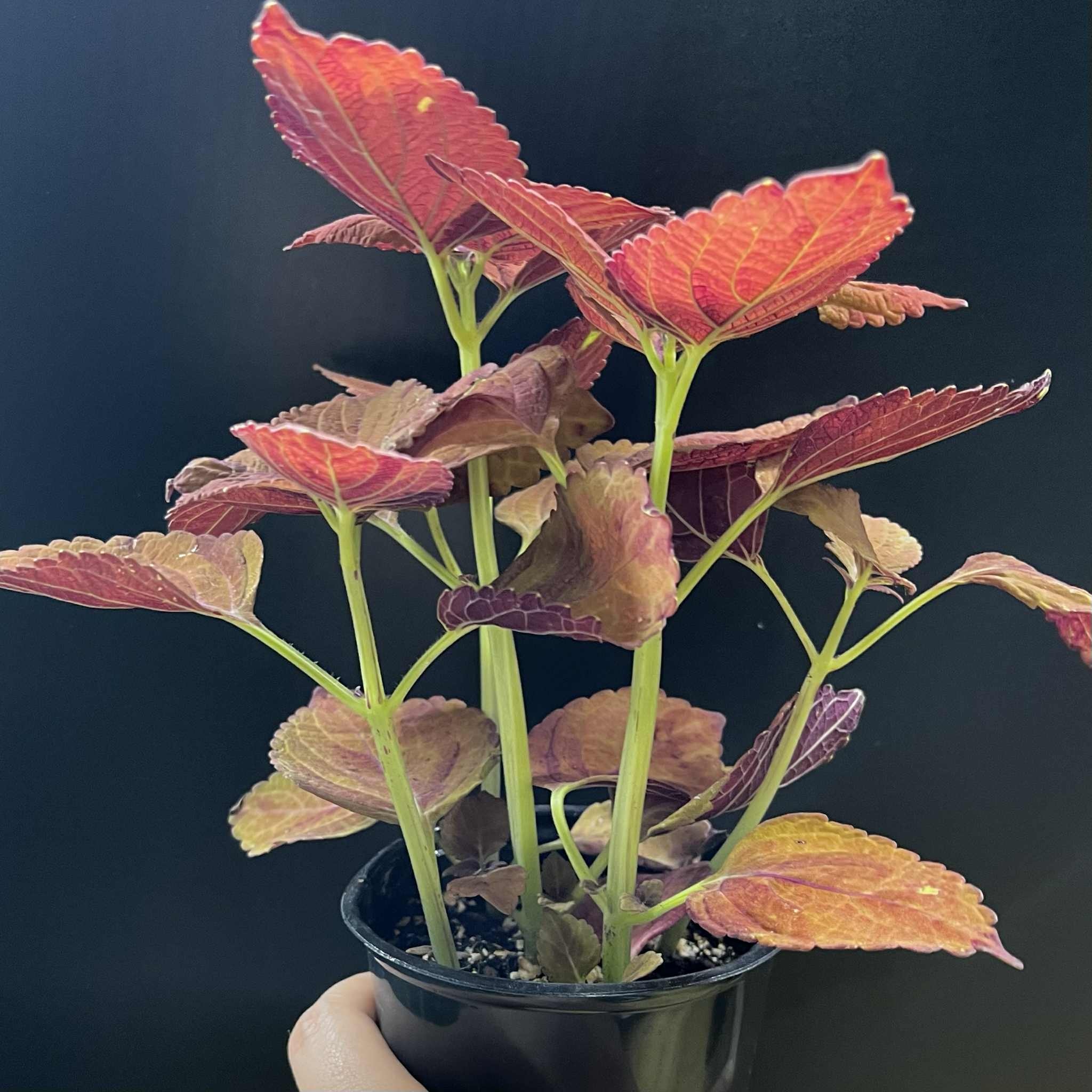 Magazoo Plante Coleus 'Wicked Hot' 11cm