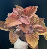 Magazoo Plante Coleus 'Wicked Hot' 11cm