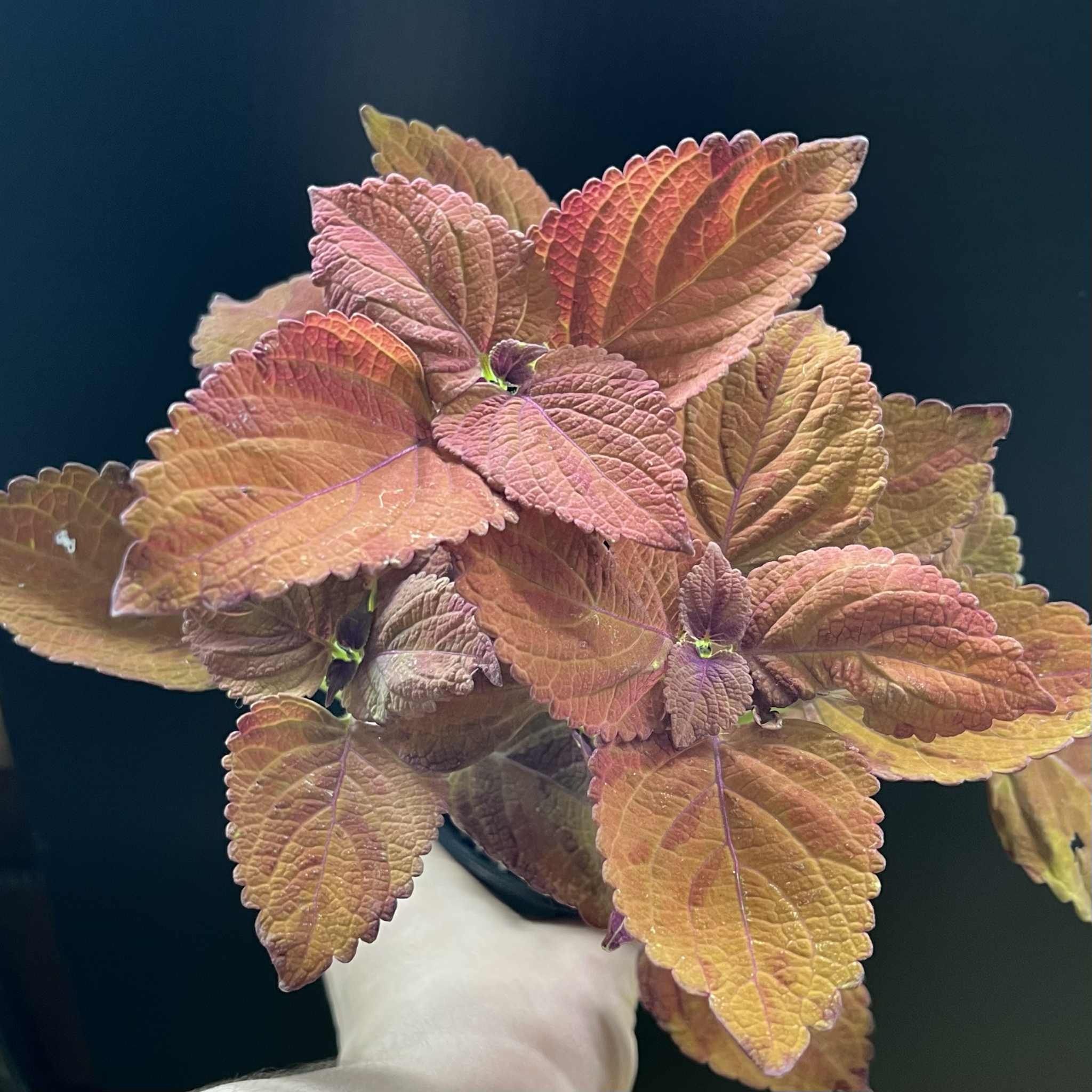 Magazoo Plante Coleus 'Wicked Hot' 11cm