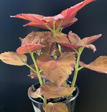 Magazoo Plante Coleus 'Wicked Hot' 11cm