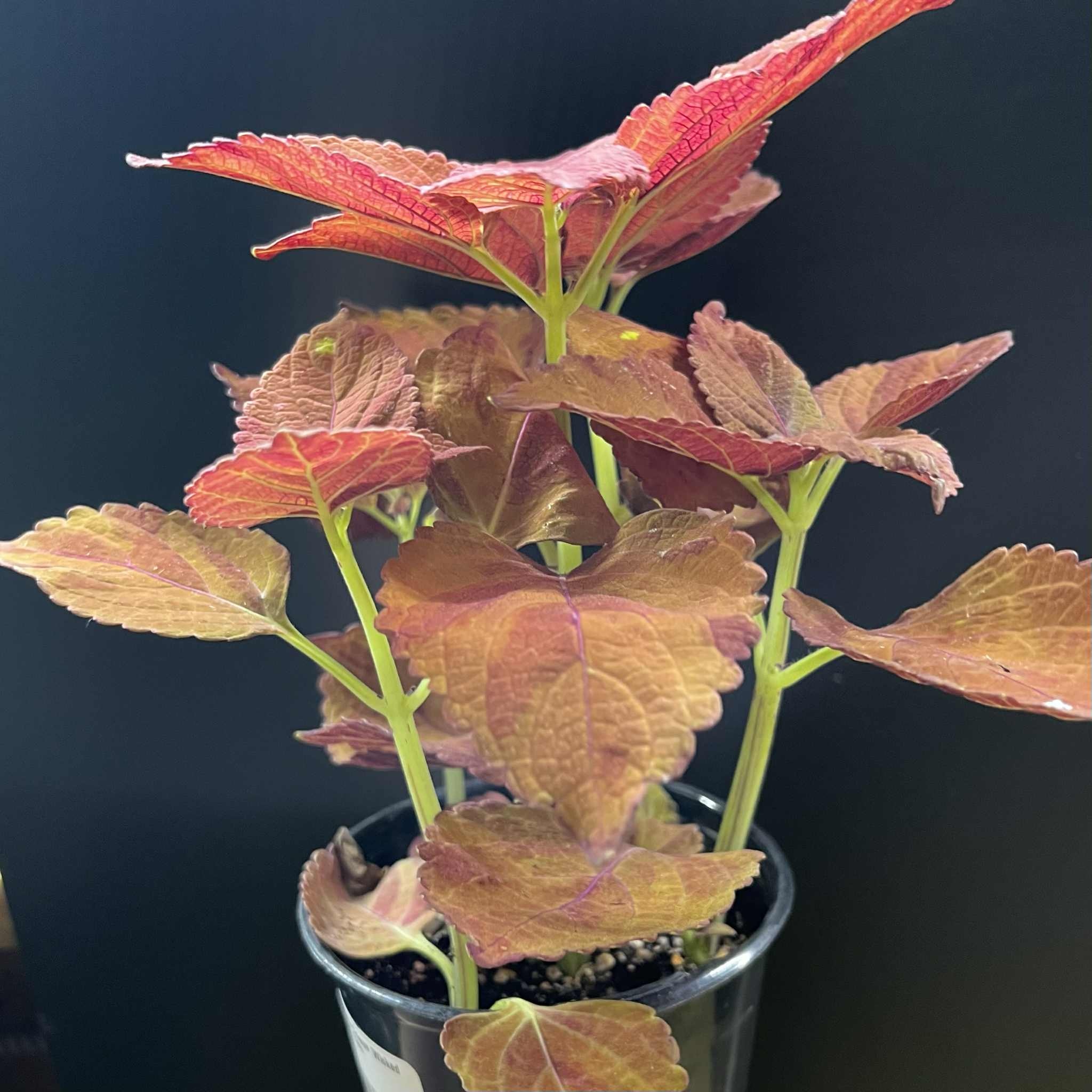 Magazoo Coleus 'Wicked Hot' Plant 11cm