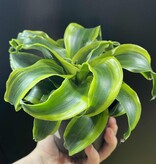 Magazoo Dracaena 'Yellow Tornado' Plant 10cm