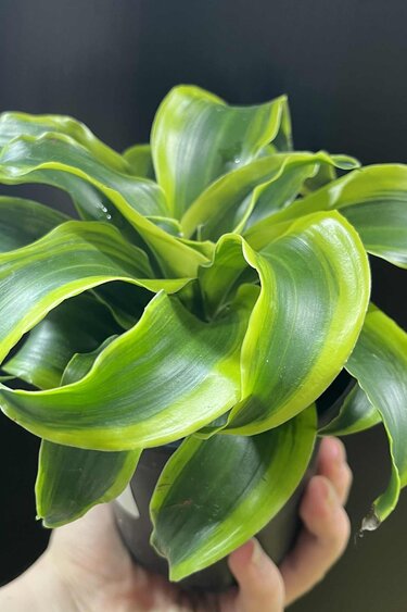 Magazoo Plante Dracaena 'Yellow Tornado' 10cm