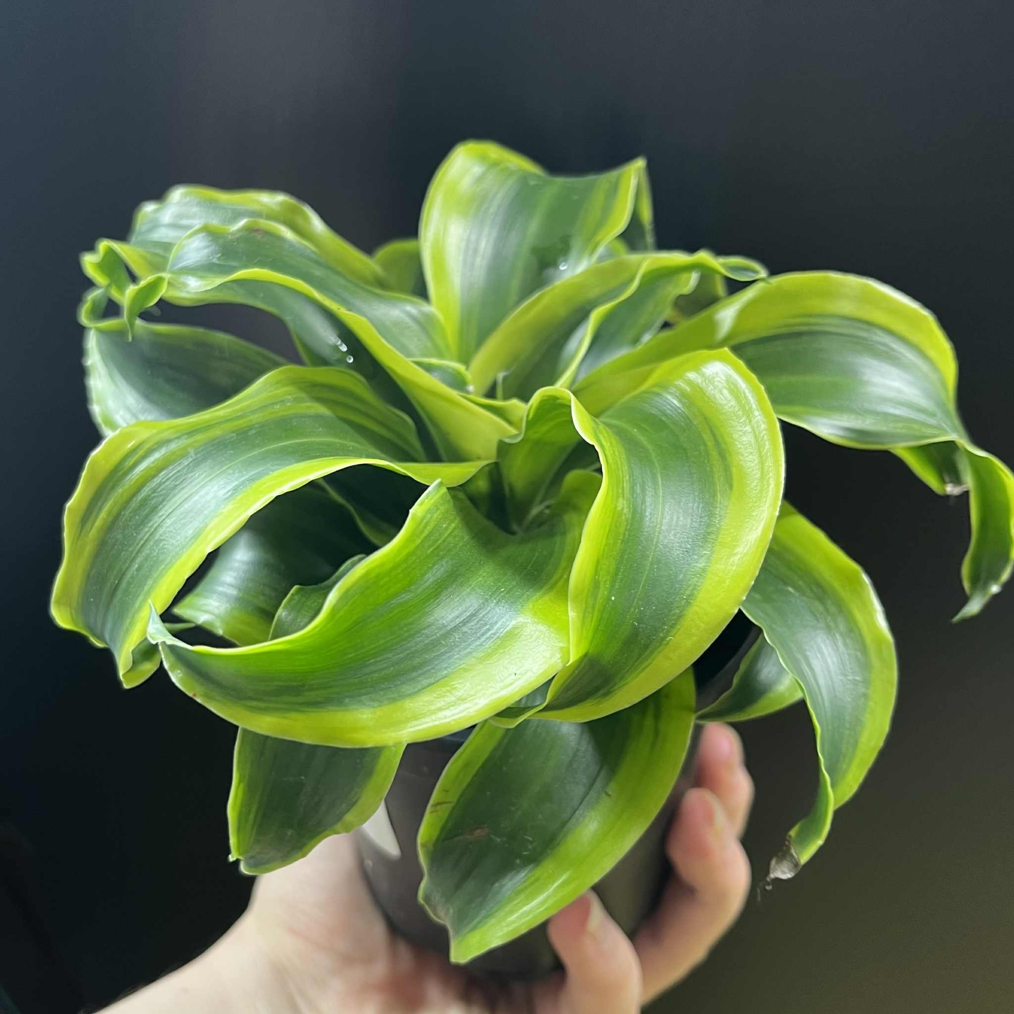 Magazoo Plante Dracaena 'Yellow Tornado' 10cm