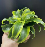 Magazoo Dracaena 'Yellow Tornado' Plant 10cm