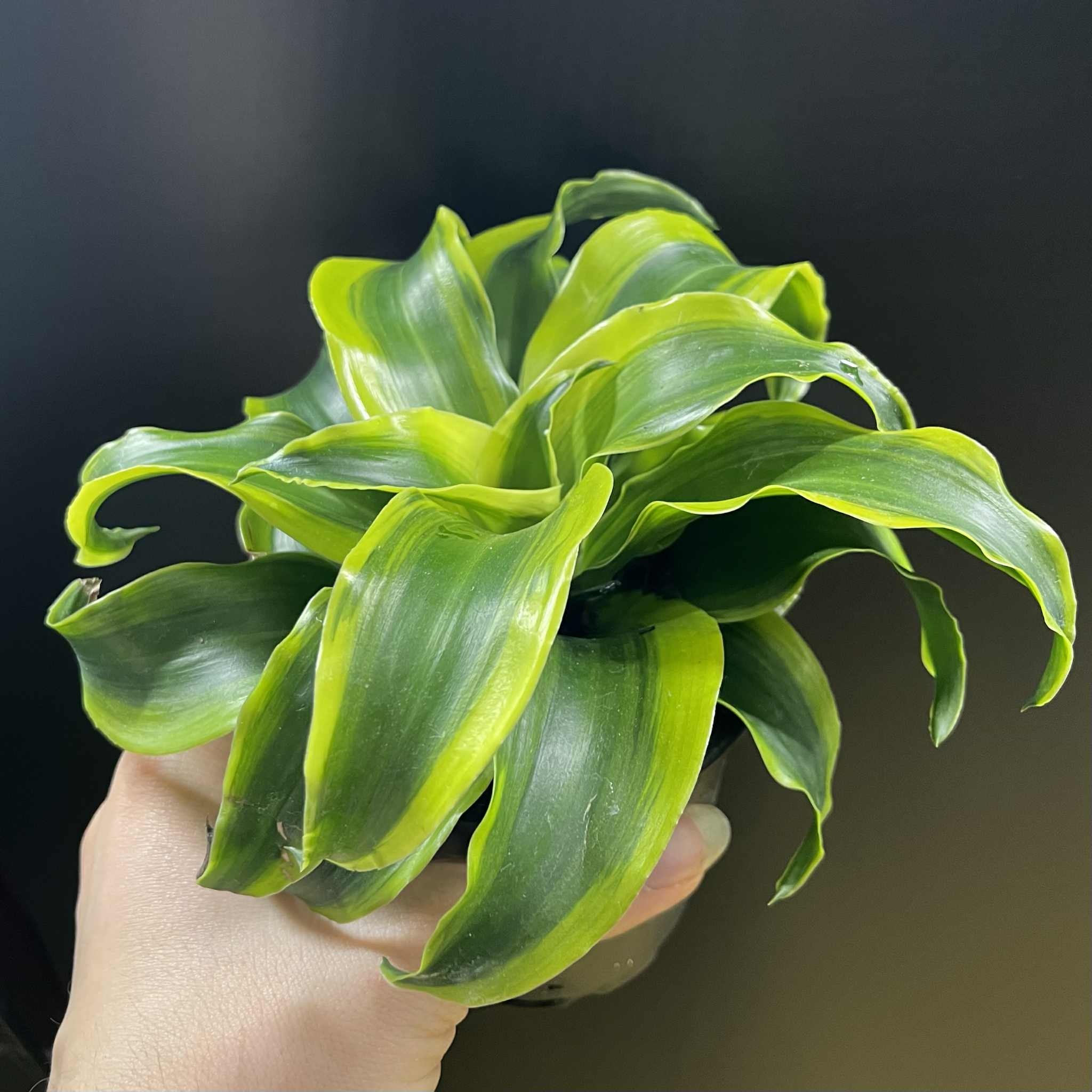 Magazoo Dracaena 'Yellow Tornado' Plant 10cm