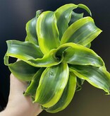 Magazoo Dracaena 'Yellow Tornado' Plant 10cm