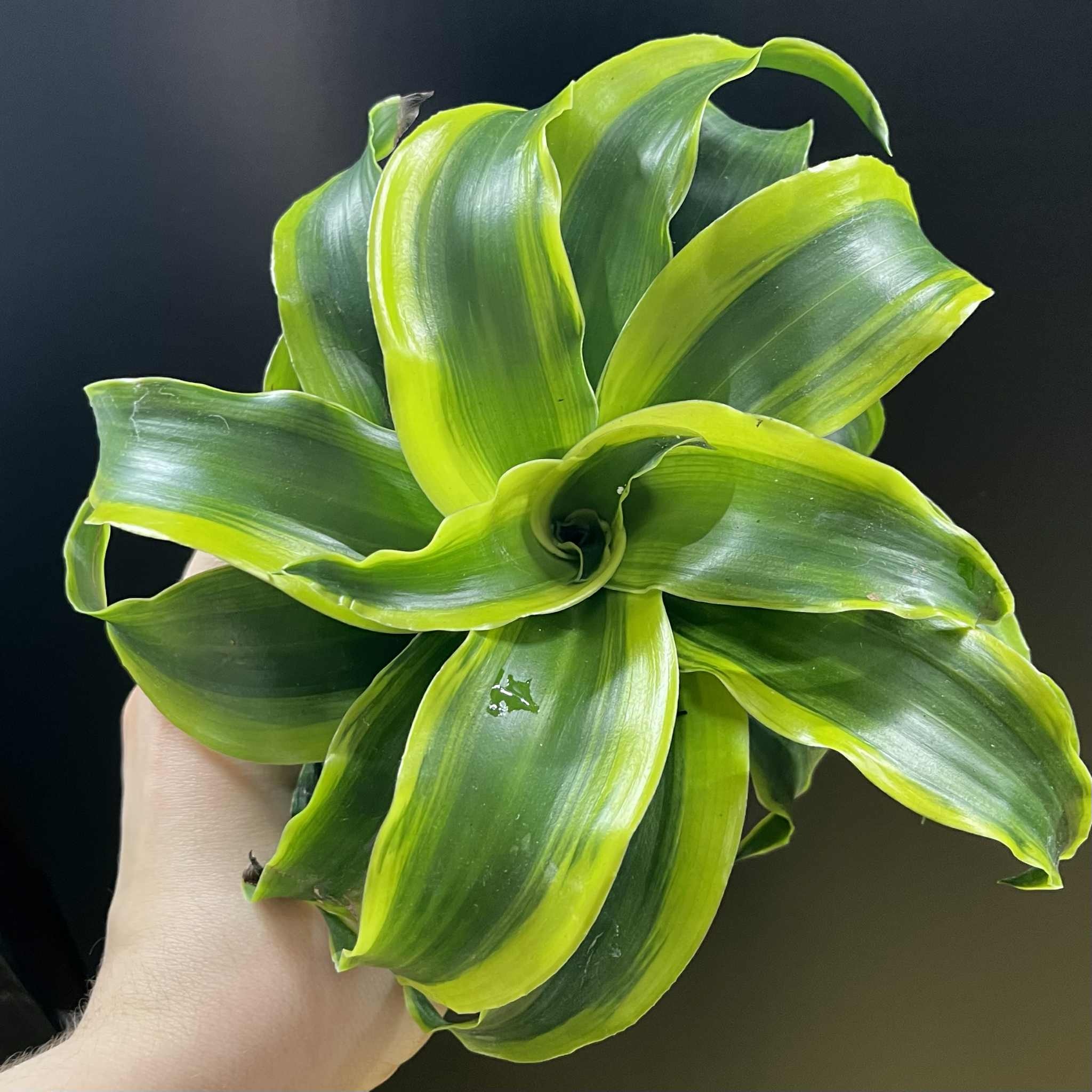 Magazoo Dracaena 'Yellow Tornado' Plant 10cm