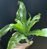 Magazoo Plante Asplenium Nidus 'Victoria' | Fougère Nid d'oiseau 10cm