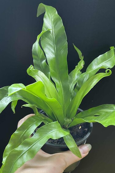 Magazoo Plante Asplenium Nidus 'Victoria' | Fougère Nid d'oiseau 10cm