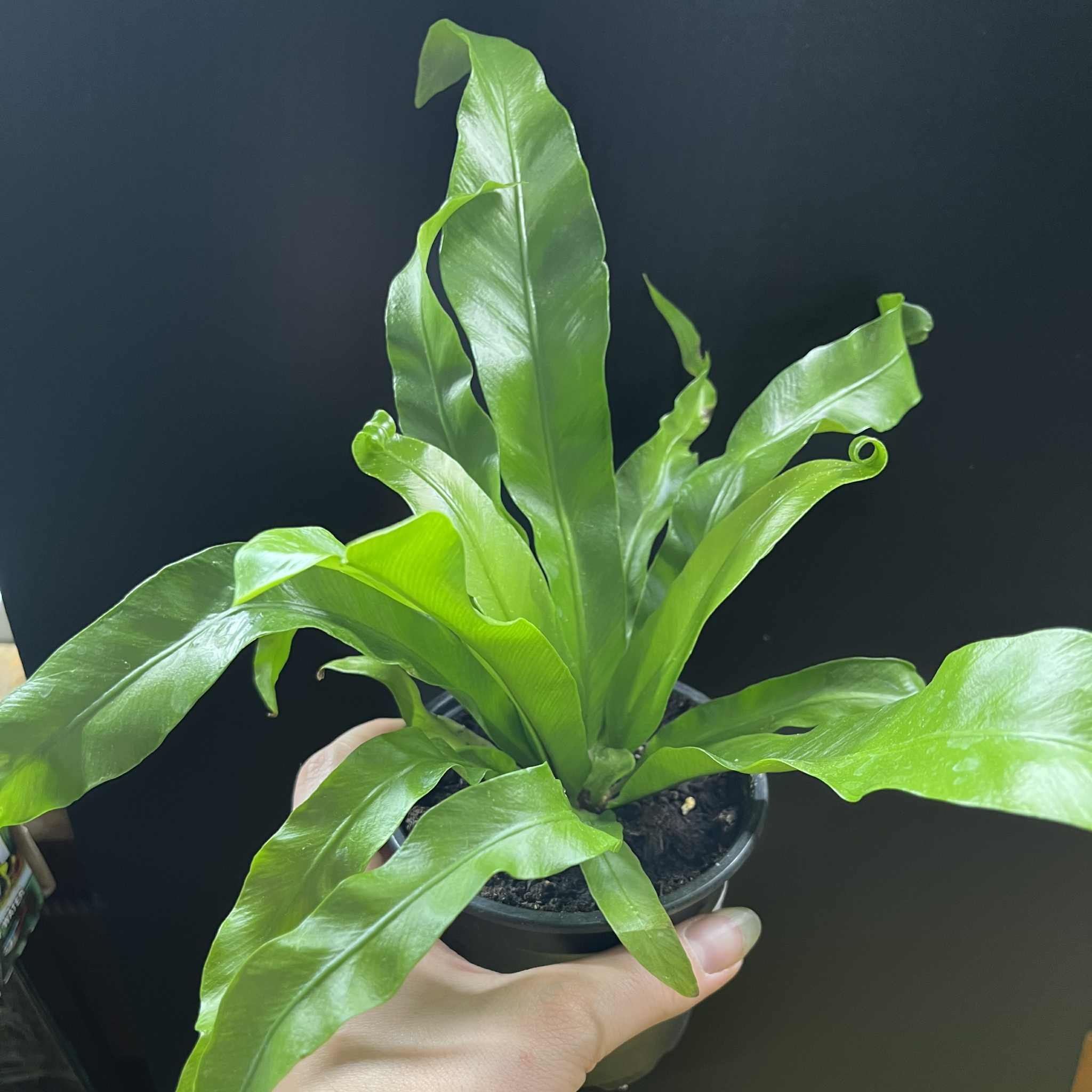 Magazoo Asplenium Nidus 'Victoria' Plant | Bird's Nest Fern 10cm