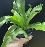 Magazoo Asplenium Nidus 'Victoria' Plant | Bird's Nest Fern 10cm