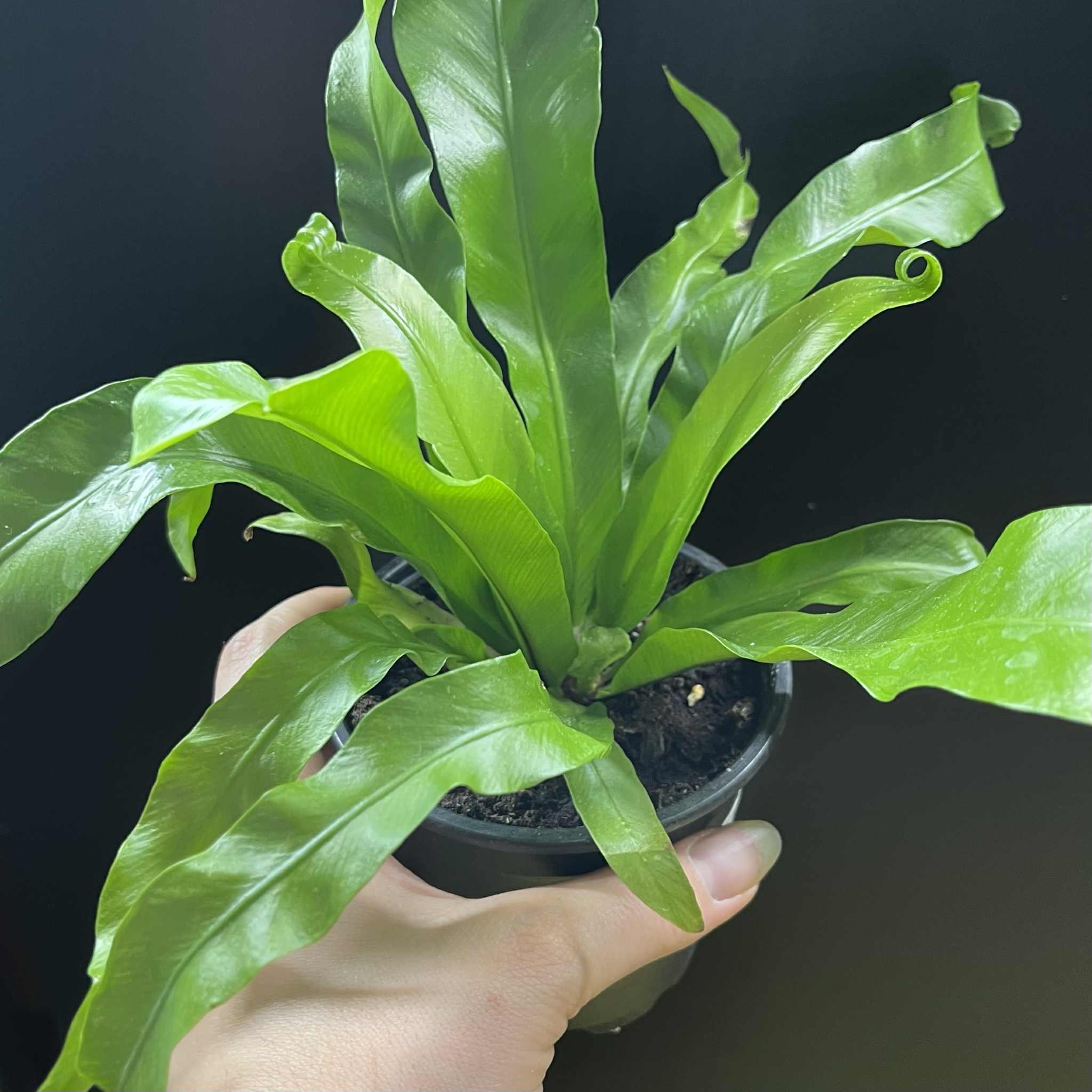 Magazoo Asplenium Nidus 'Victoria' Plant | Bird's Nest Fern 10cm