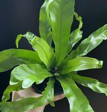 Magazoo Plante Asplenium Nidus 'Victoria' | Fougère Nid d'oiseau 10cm