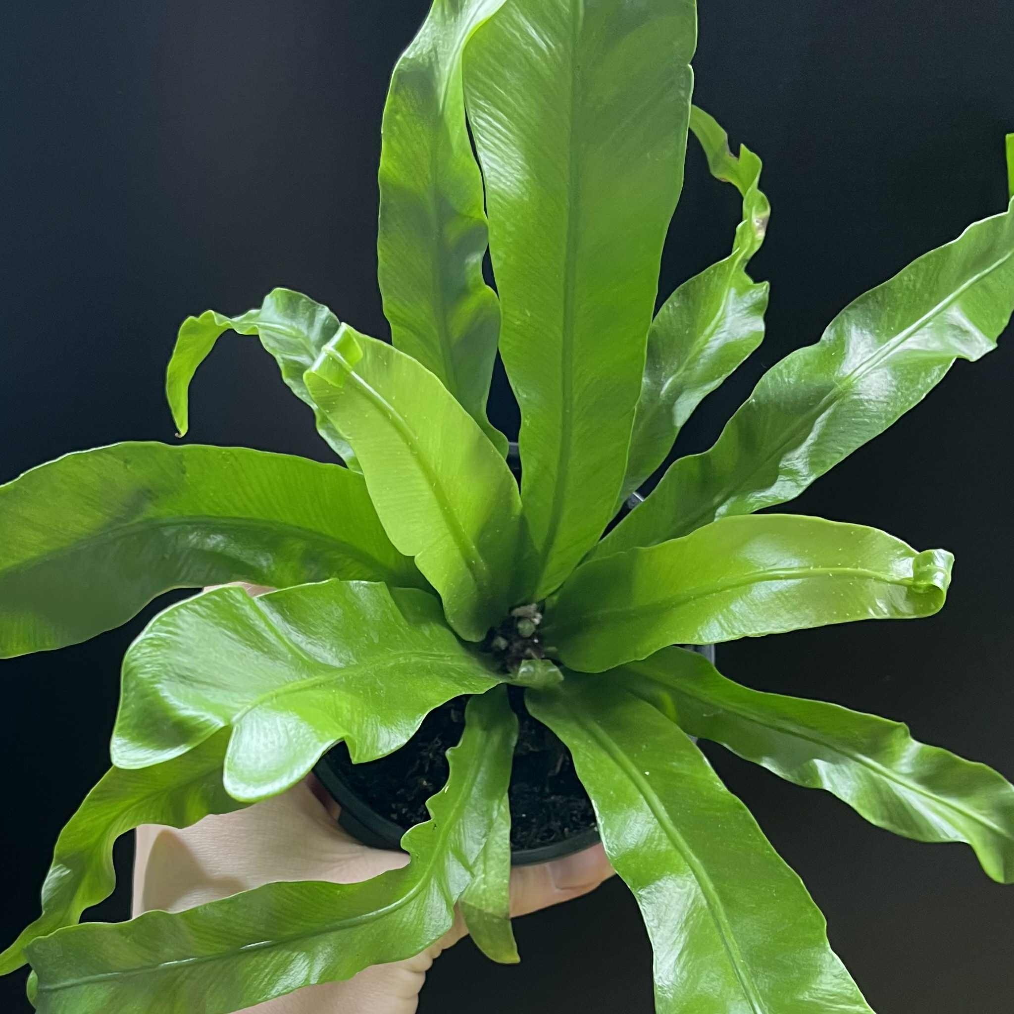 Magazoo Asplenium Nidus 'Victoria' Plant | Bird's Nest Fern 10cm