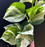 Magazoo Epipremnum 'Manjula' Plant | Pothos 'Manjula' 10cm