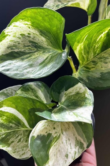 Magazoo Plante Epipremnum 'Manjula' | Pothos 'Manjula' 10cm