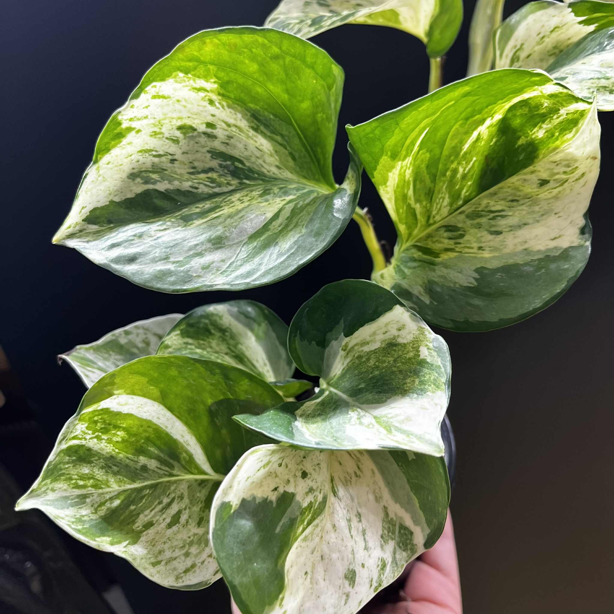 Magazoo Plante Epipremnum 'Manjula' | Pothos 'Manjula' 10cm