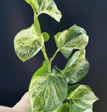 Magazoo Plante Epipremnum 'Manjula' | Pothos 'Manjula' 10cm