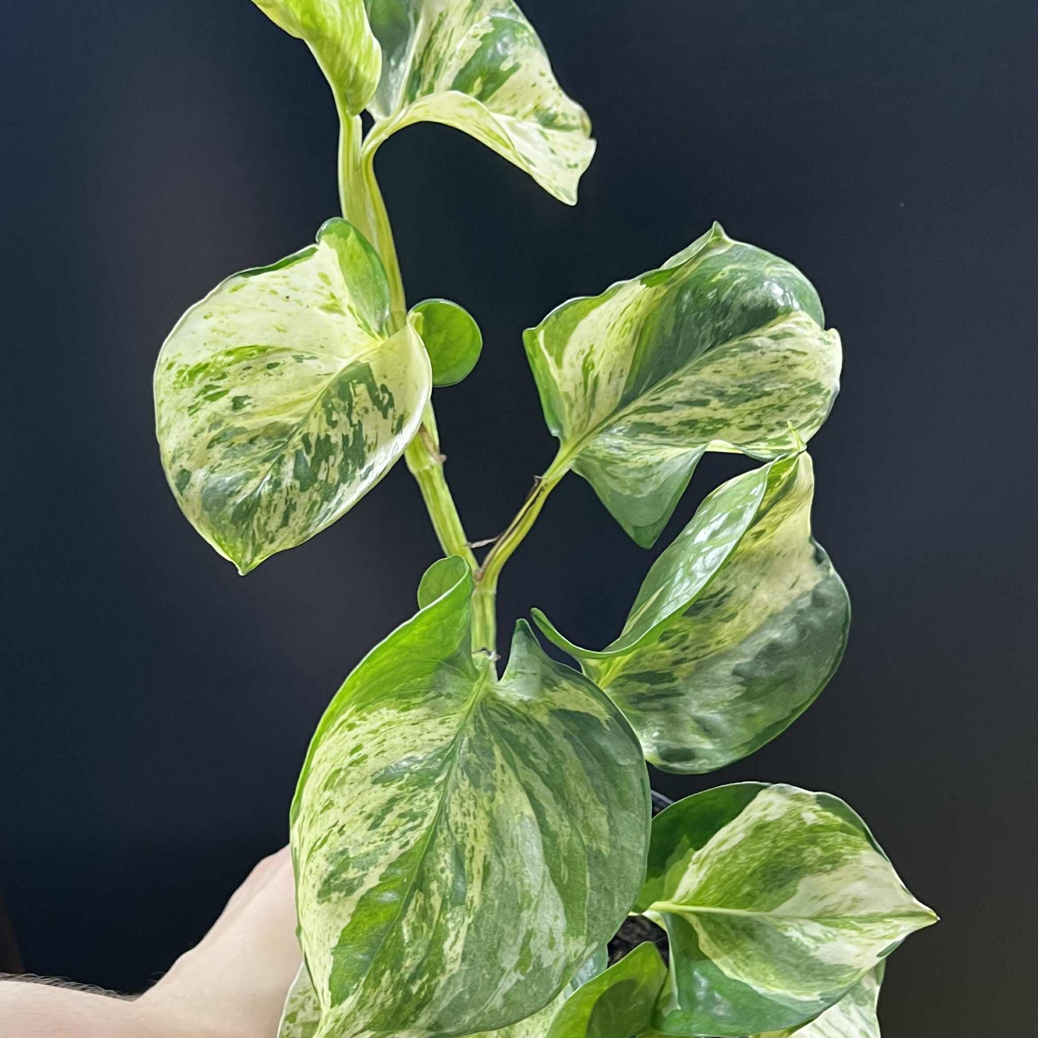 Magazoo Epipremnum 'Manjula' Plant | Pothos 'Manjula' 10cm