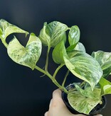 Magazoo Epipremnum 'Manjula' Plant | Pothos 'Manjula' 10cm