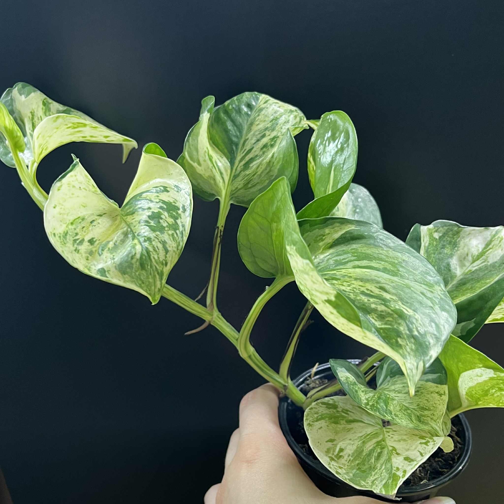Magazoo Epipremnum 'Manjula' Plant | Pothos 'Manjula' 10cm