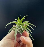 Magazoo Tillandsia Lonantha Plant