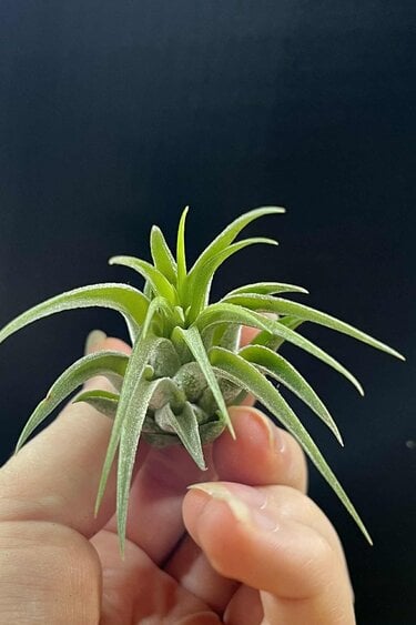 Magazoo Tillandsia Lonantha Plant