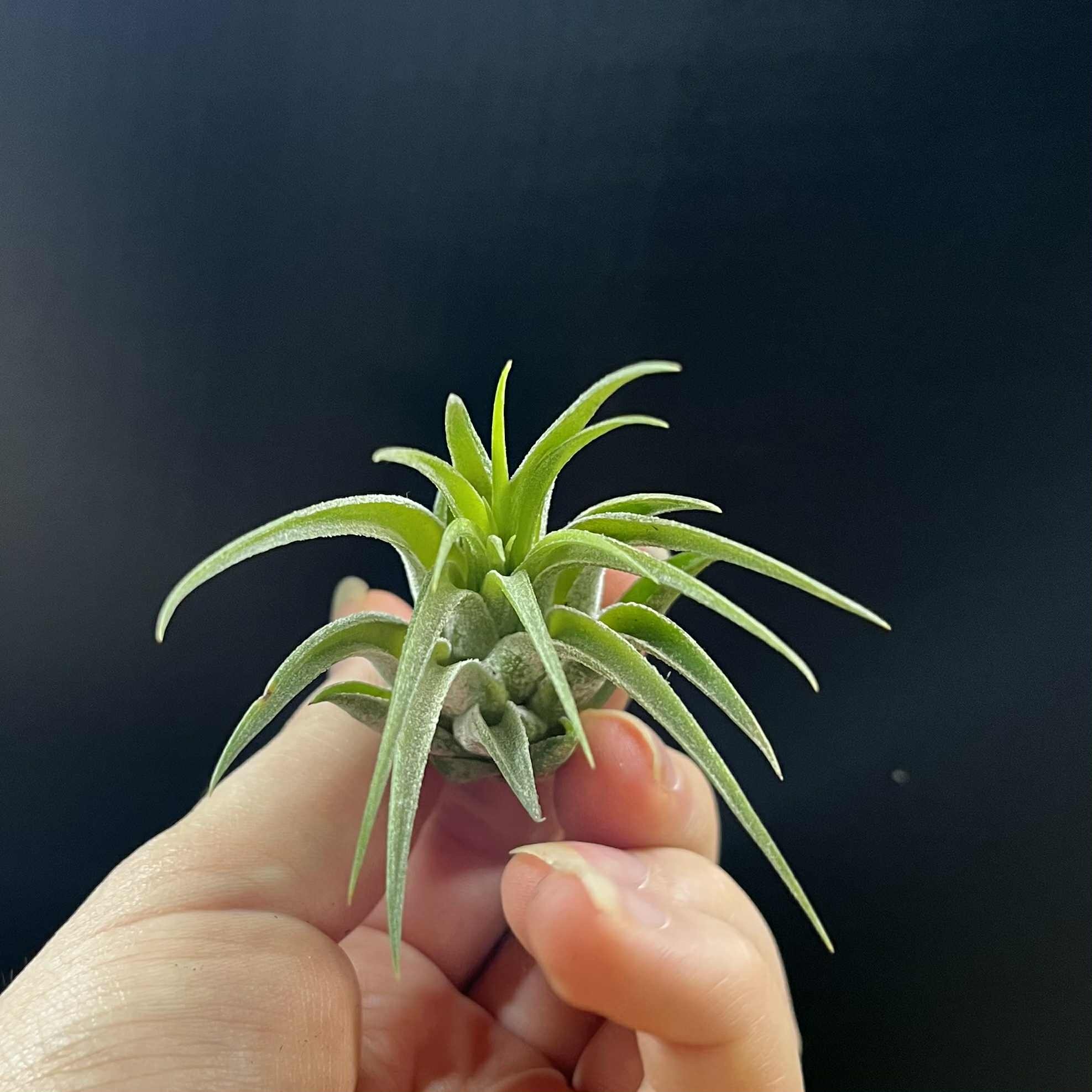 Magazoo Plante Tillandsia Lonantha