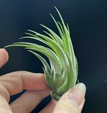 Magazoo Tillandsia Lonantha Plant