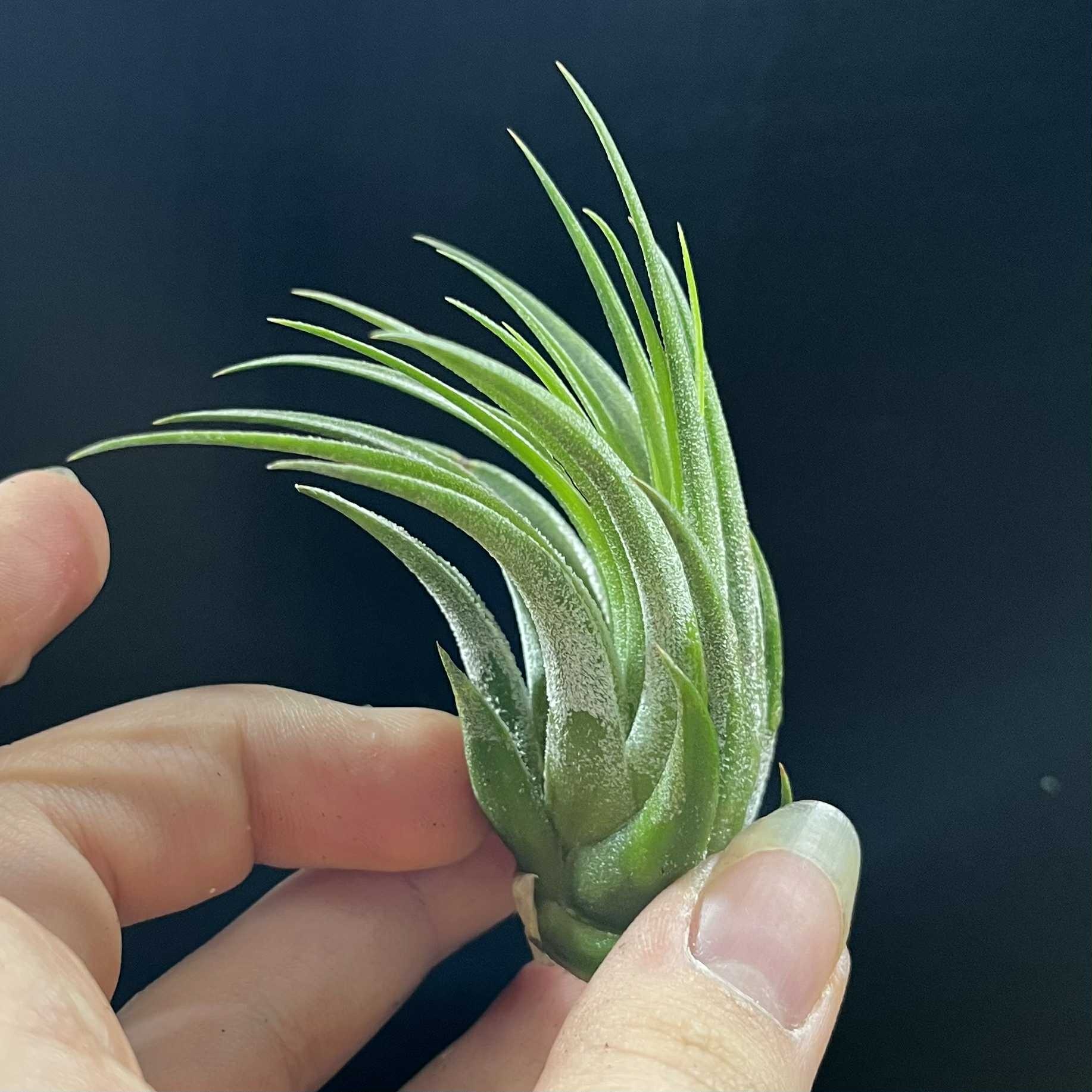 Magazoo Tillandsia Lonantha Plant