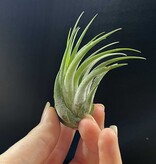 Magazoo Plante Tillandsia Lonantha