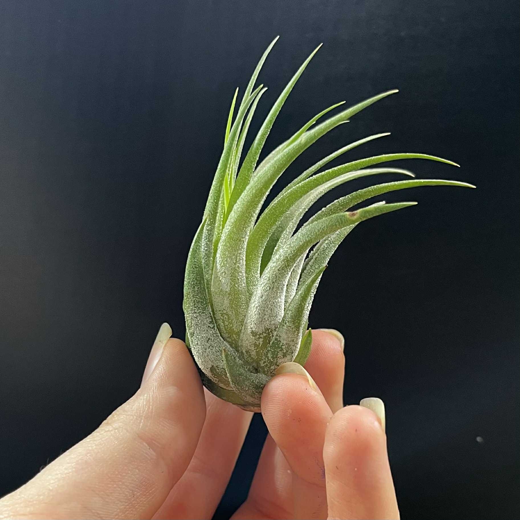 Magazoo Plante Tillandsia Lonantha