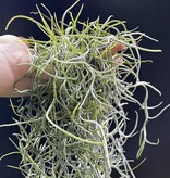 Magazoo Plante Mousse Espagnol | Tillandsia usneoides Format : Un paquet complet d'environ 45 cm.